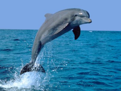 dolphins-1.jpg